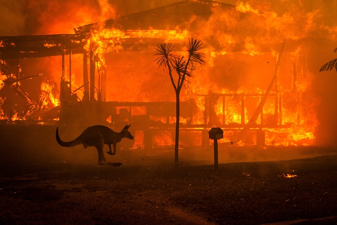australia_burning_kangaroo