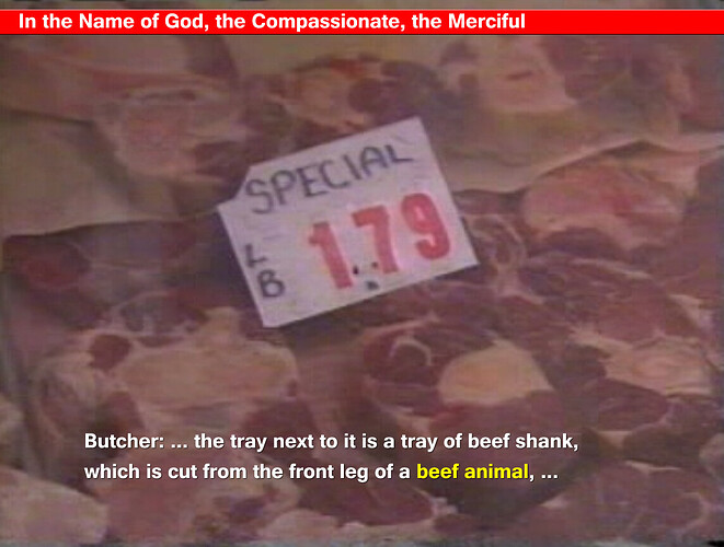 beef animal-