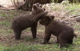 bear_cubs