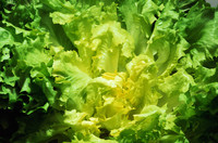 endive